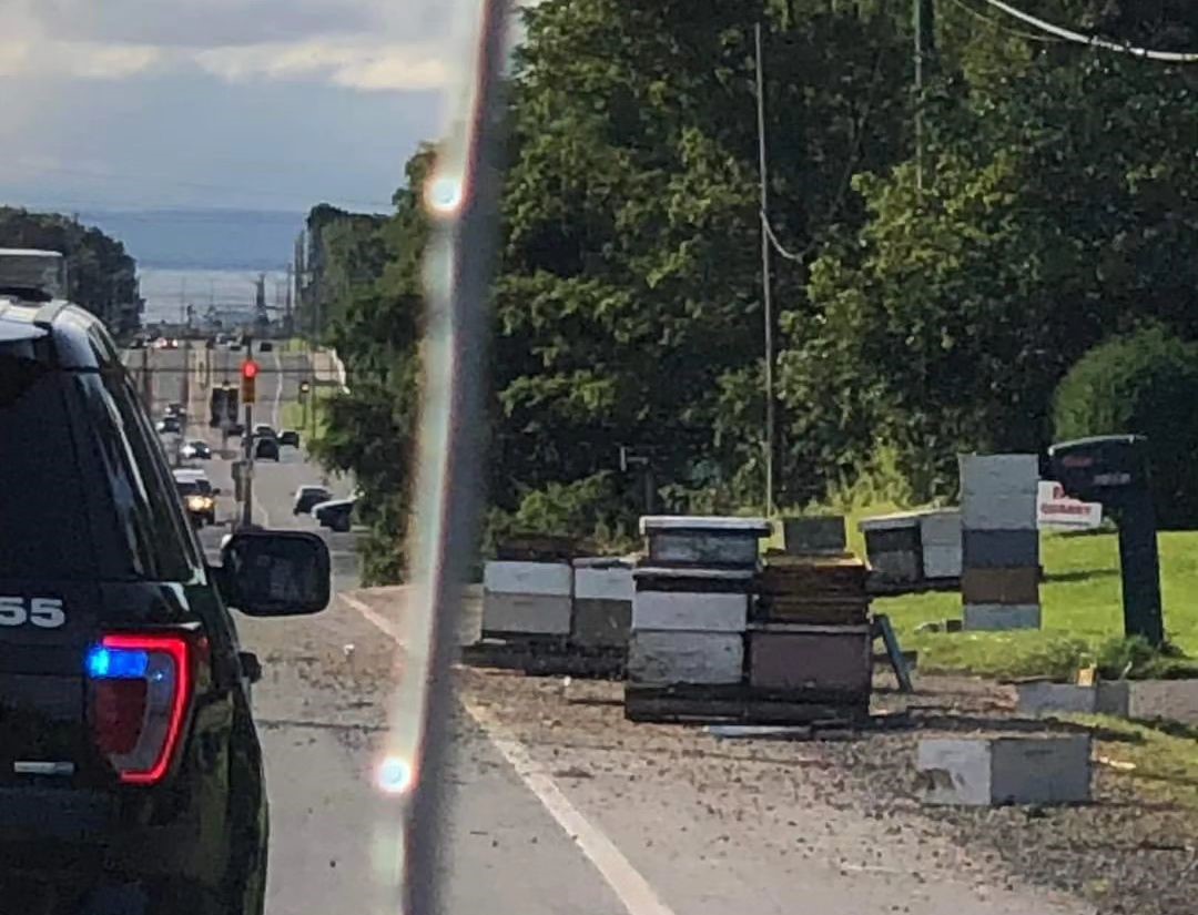 FOTO: Pet milijonov razdraženih čebel napadle svojega voznika