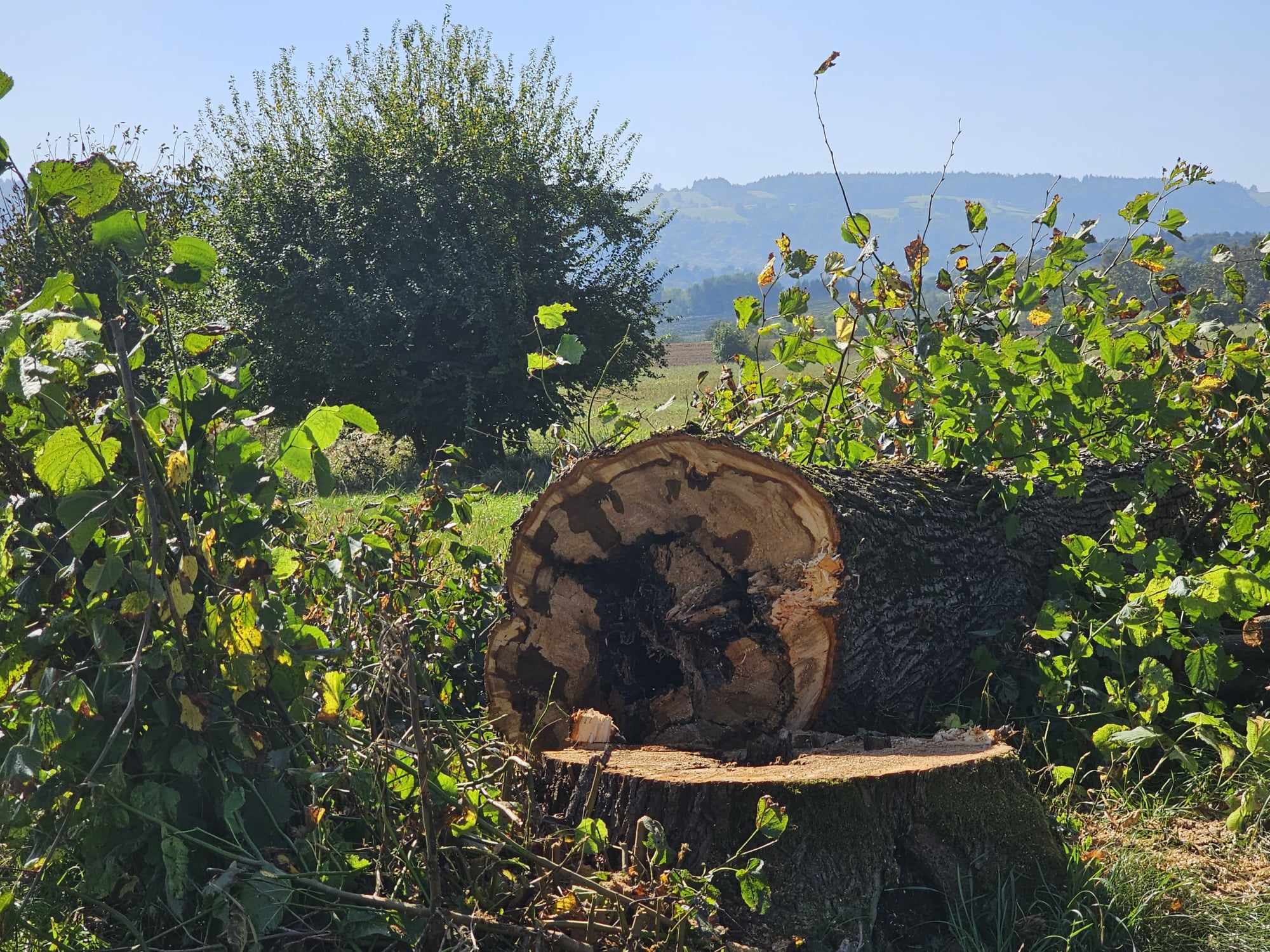 FOTO: Začeli z nujno sečnjo dreves v lipovem drevoredu v Pivoli