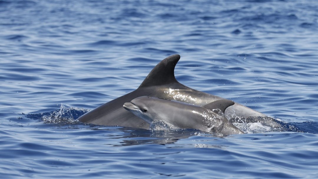 V bližini priljubljenih hrvaških otokov opazili kar 9 mladih delfinov