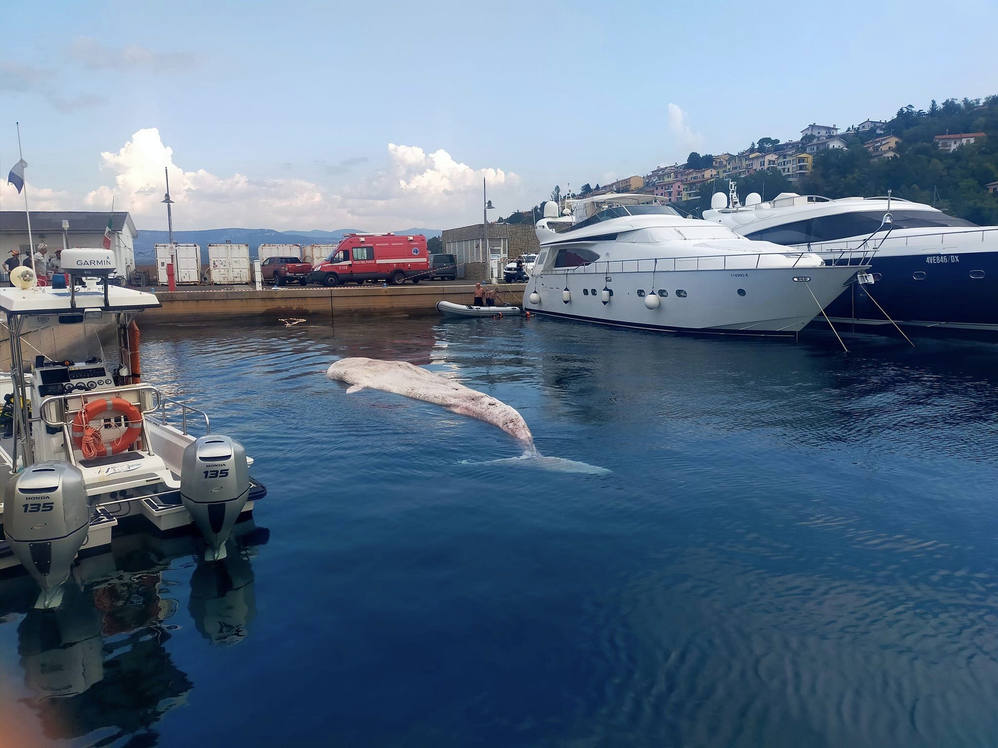 FOTO: Skrivnostno odkritje, potapljač v bližini naše obale našel poginulega kita