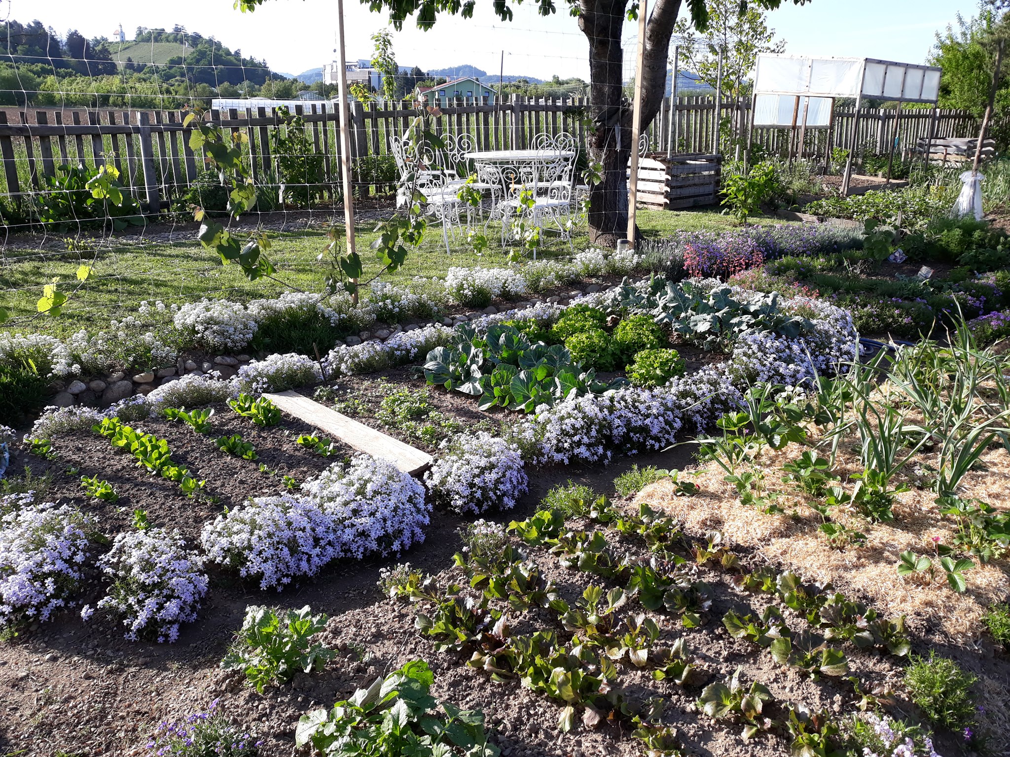 Ko mesto postane vrt: Mariborčani dokazujejo, da je samooskrba možna tudi v bloku
