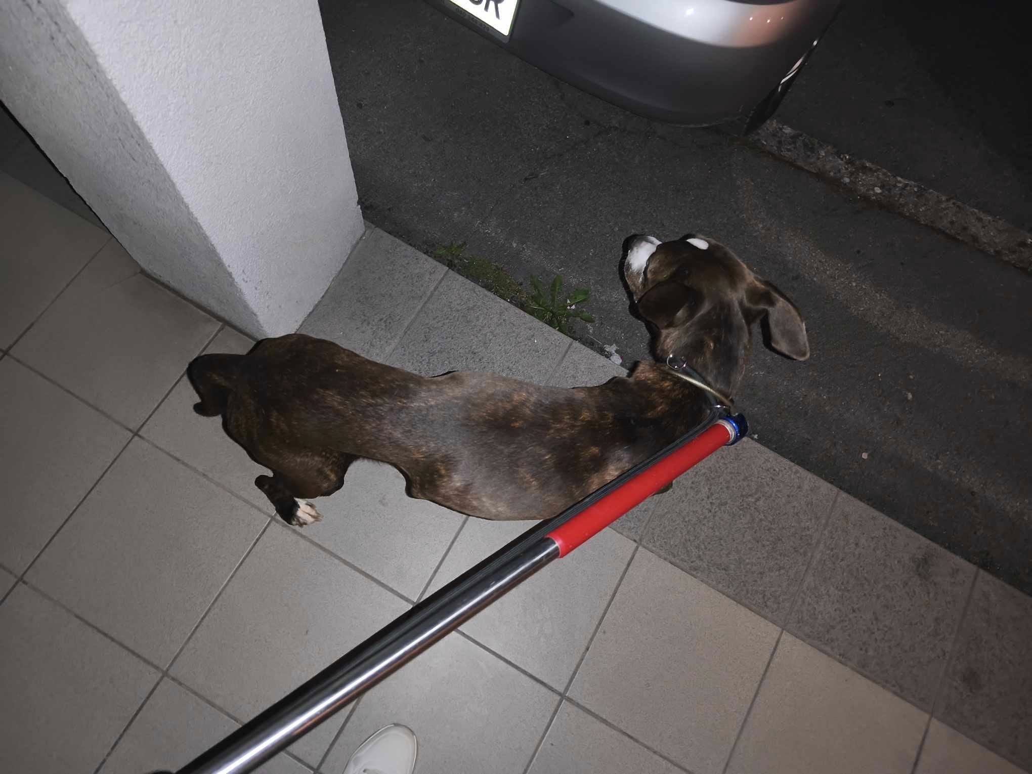 FOTO: Iz stanovanja rešili 9-letnega Snoopyja, njegov lastnik je bil že nekaj časa mrtev