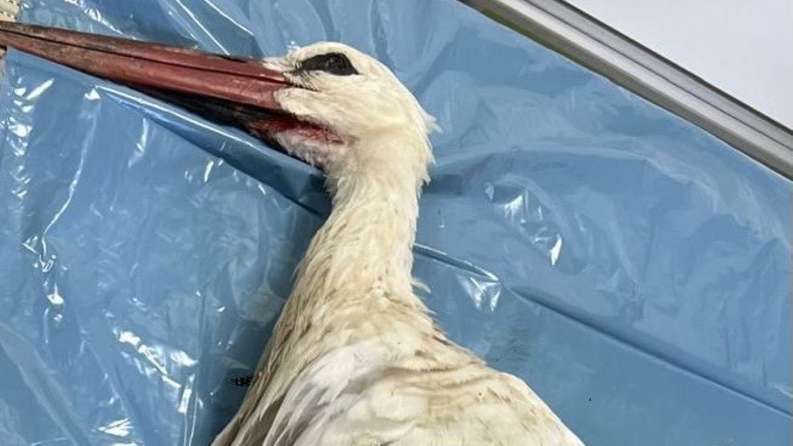 Veterinarji vendarle prekinili molk glede krute usode ustreljene štorklje