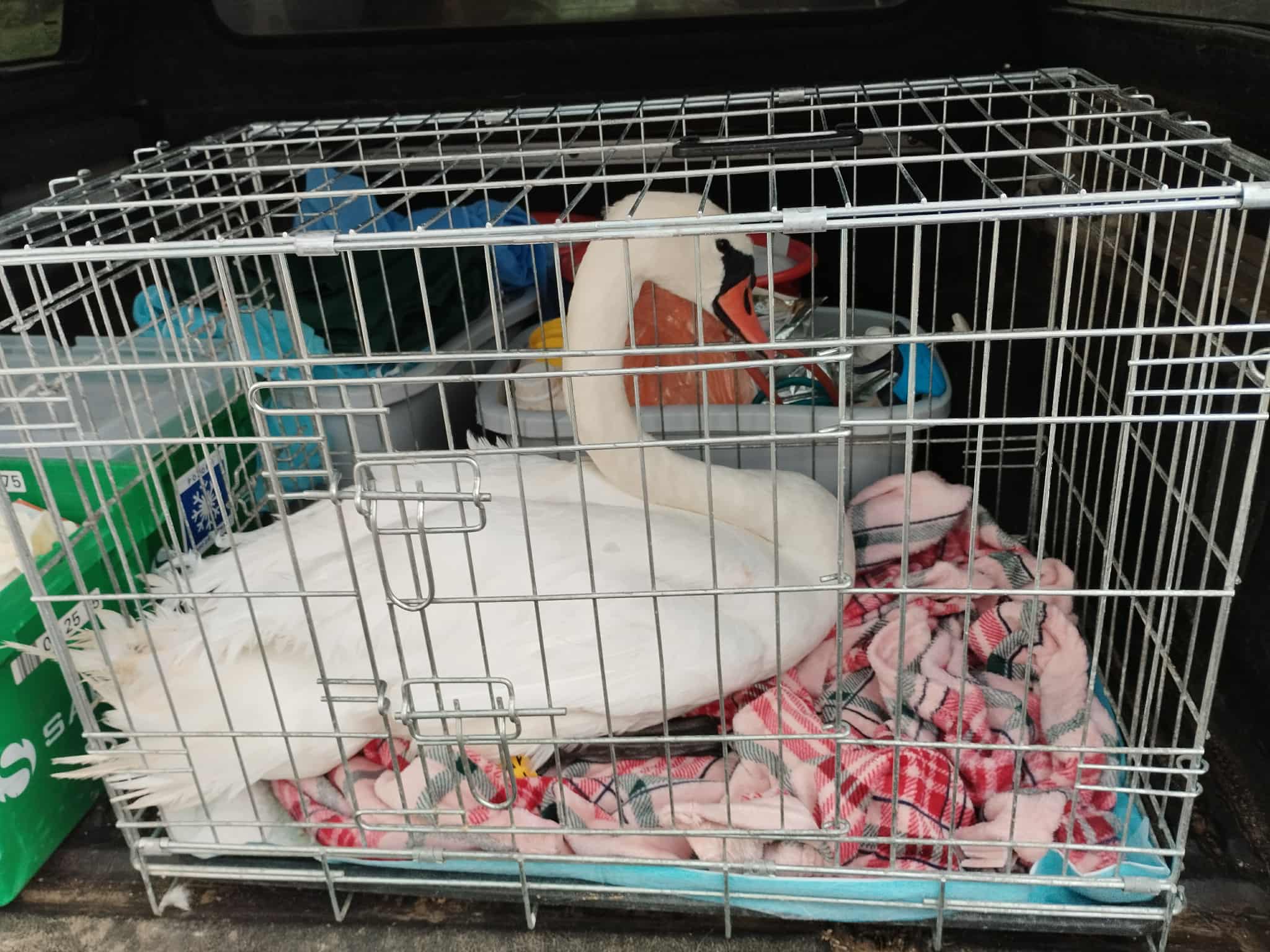 V Mariboru ponovno huje poškodovana labodka