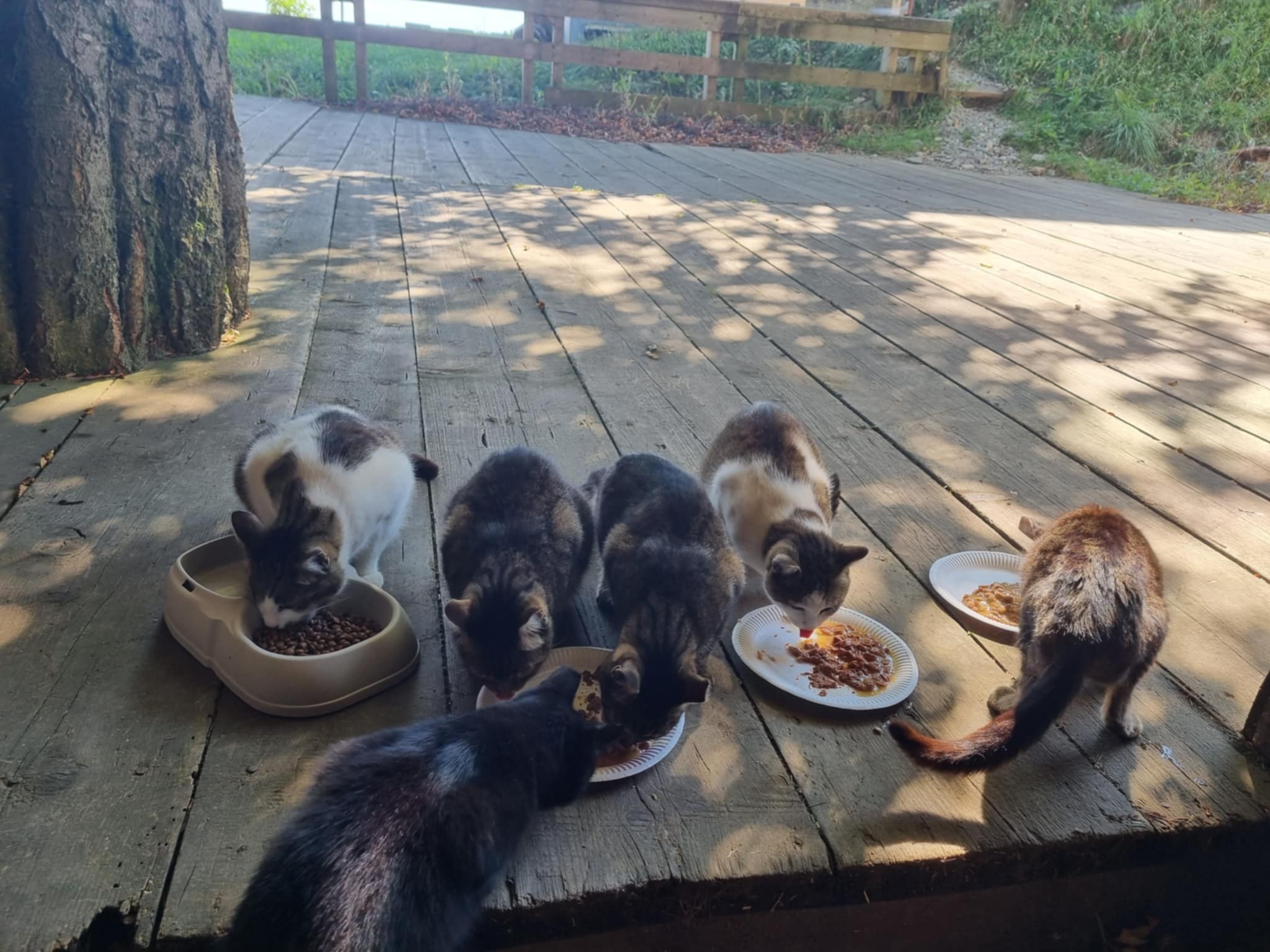 Koče Koča ni več: Je Marprom poskrbel za prostoživeče muce, ki jim grozi mraz in sneg?