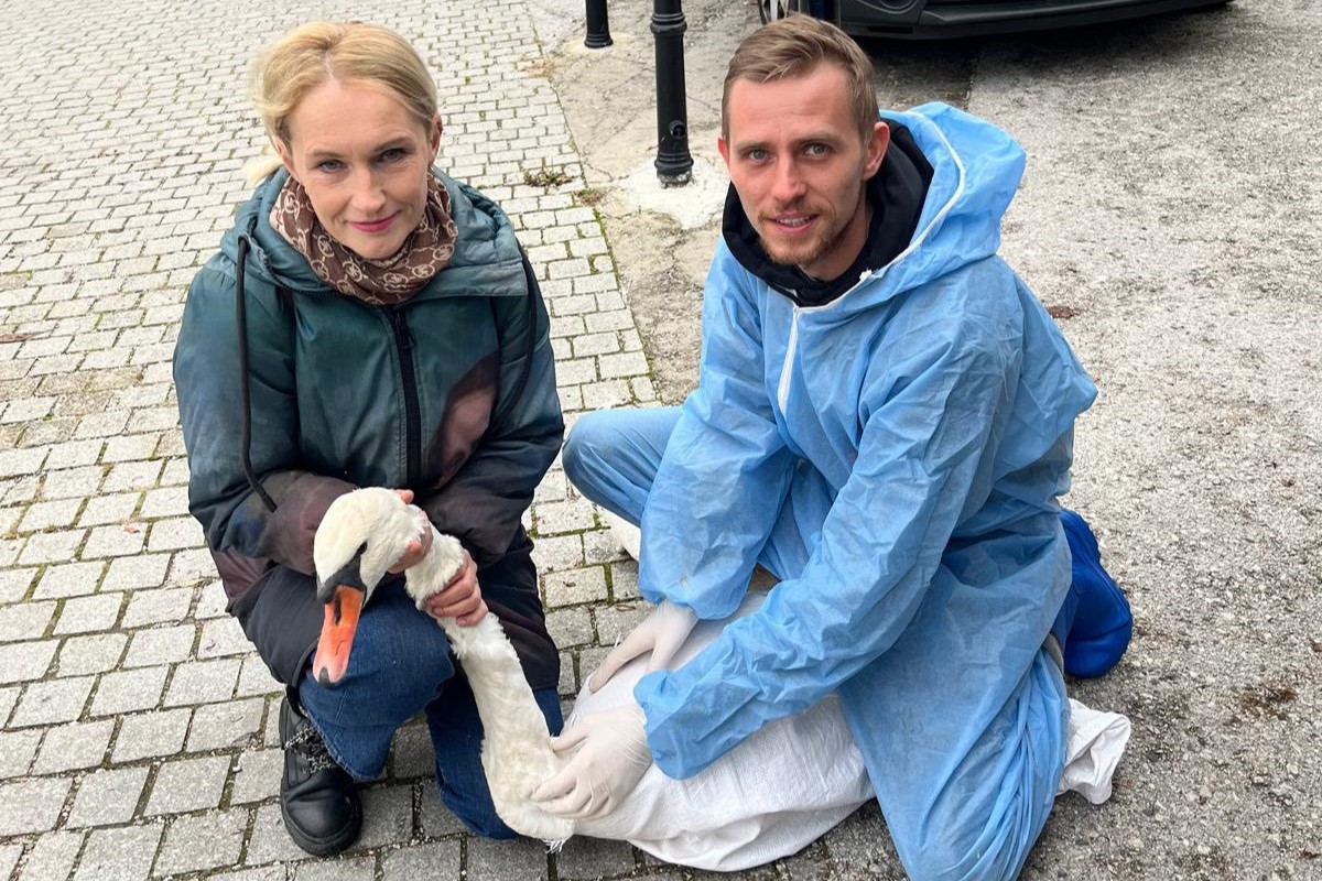 Labodka Oli se je po tednu dni svobode morala ranjena vrniti v zavetišče: Krivi naj bi bili ljudje