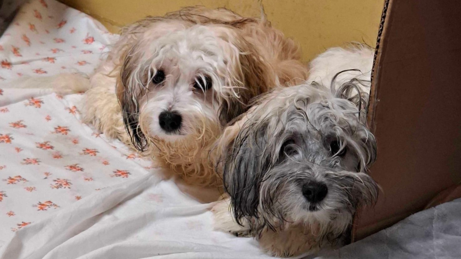 Mimoidoči iz zaprte škatle na pokopališču slišali obupan jok, ob pogledu v notranjost pa je vsem zastal dih