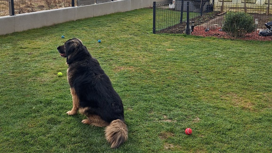 Solze sreče v mariborskem zavetišču: Gaja po več kot dveh letih končno odkorakala na svobodo