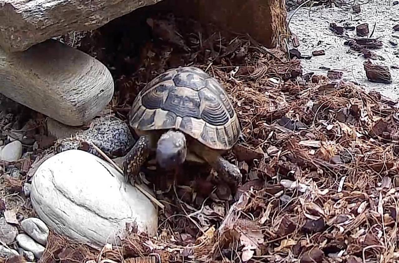 V Mariboru je pogrešan Johnny: "Prosimo, da nam vsaj sporočite, da je živ in v dobrih rokah"