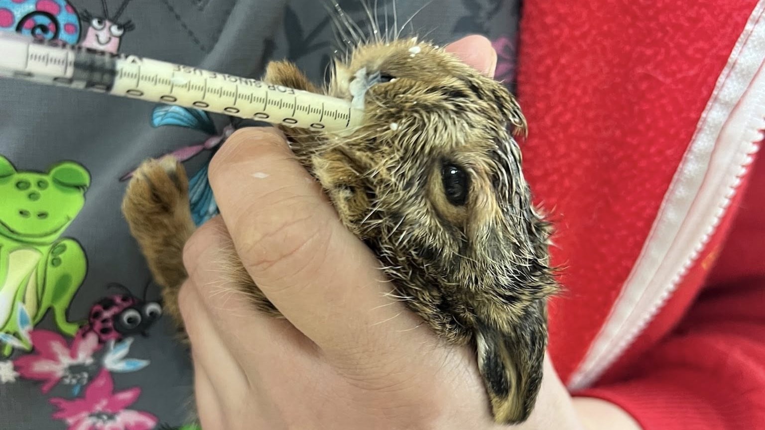 Srčna zgodba: Mariborčan ustavil krut napad in rešil nemočnega mladiča