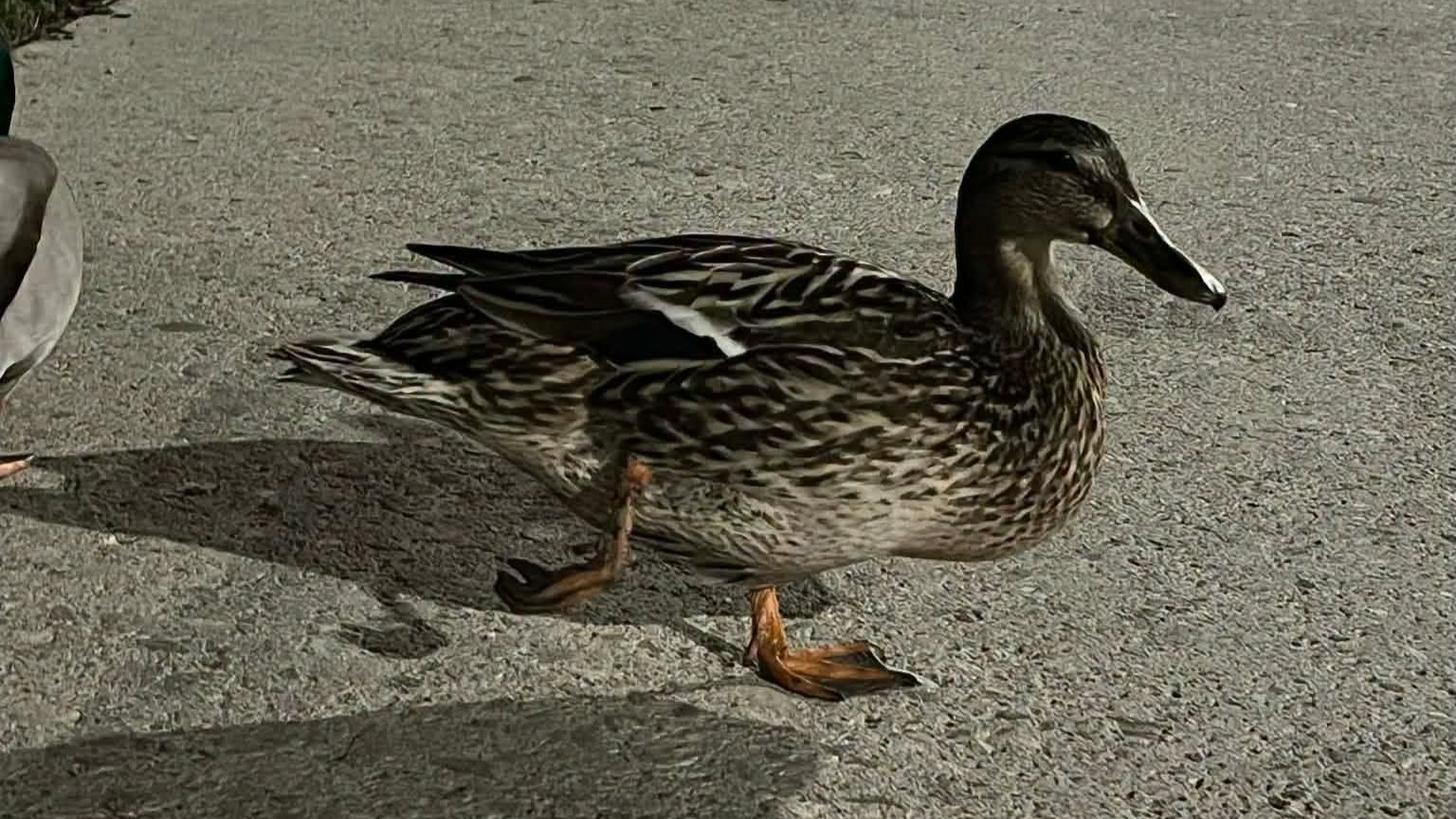 Poziv za Mariborčane: Pustite jo pri miru (To je ozadje za poškodovano račko na Lentu)