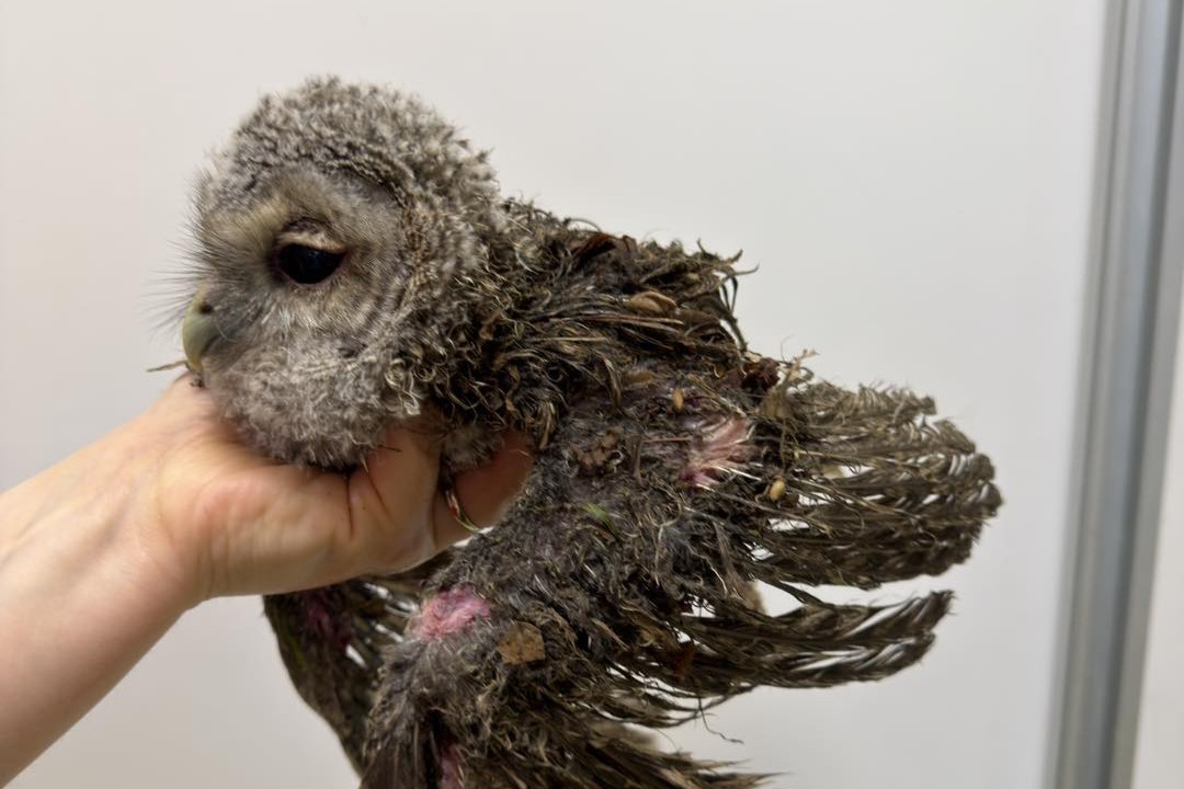 Srčni trud veterinarjev obrodil sadove: Spodbudne novice za napadeno 'mariborsko' sovo