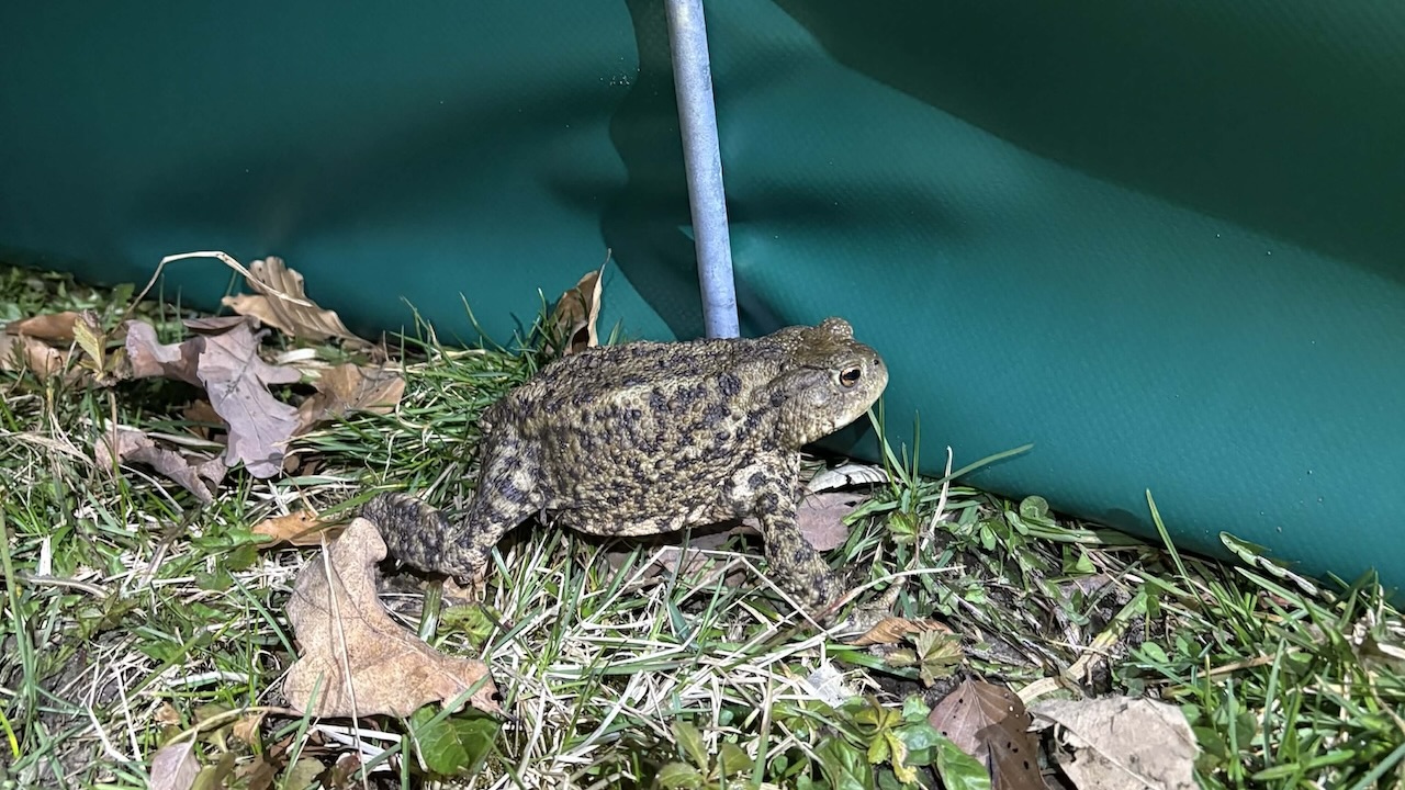 Mariborski študenti na varno prenesli več kot 2000 dvoživk