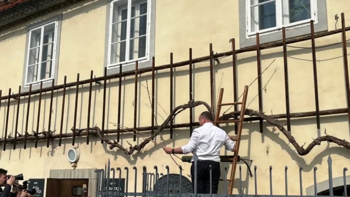 V Mariboru konec tedna 47. Rez Najstarejše trte na svetu