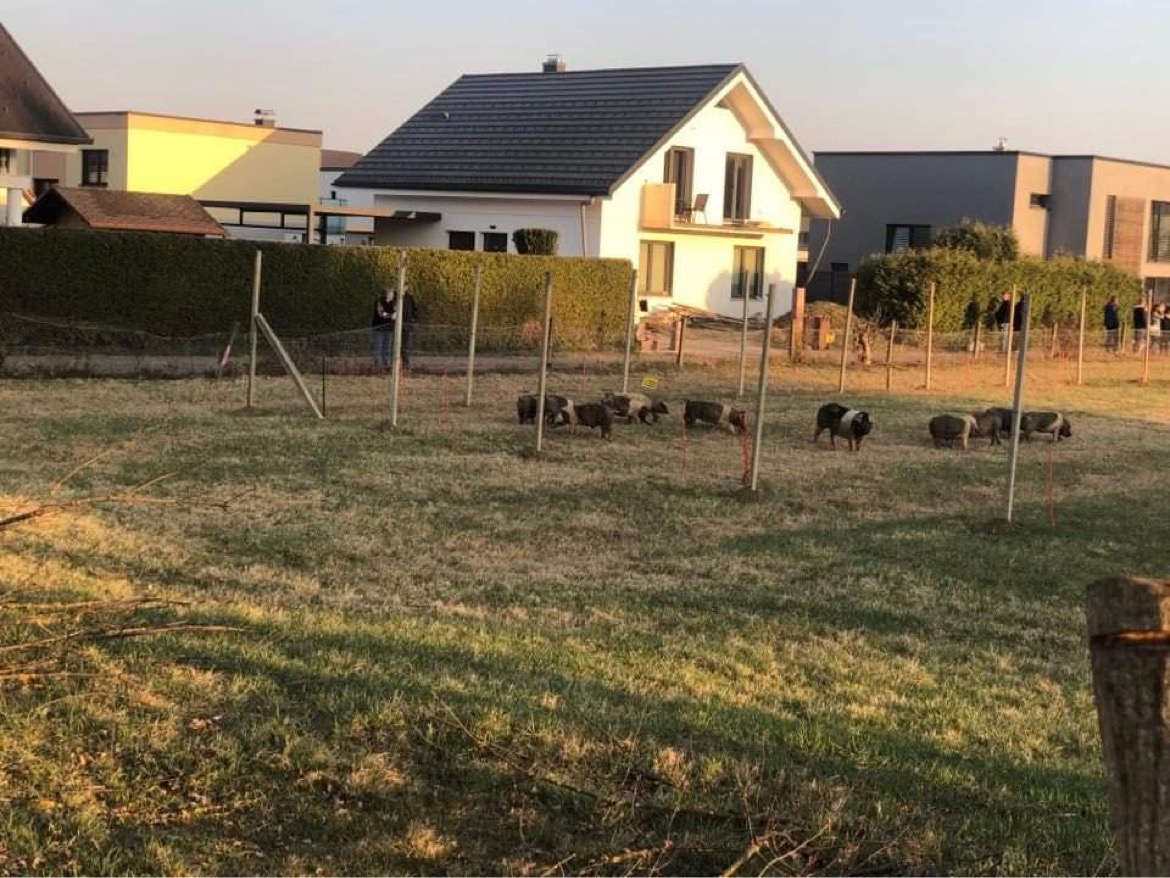 FOTO: V mariborsko elitno sosesko pripeljali prve prašiče