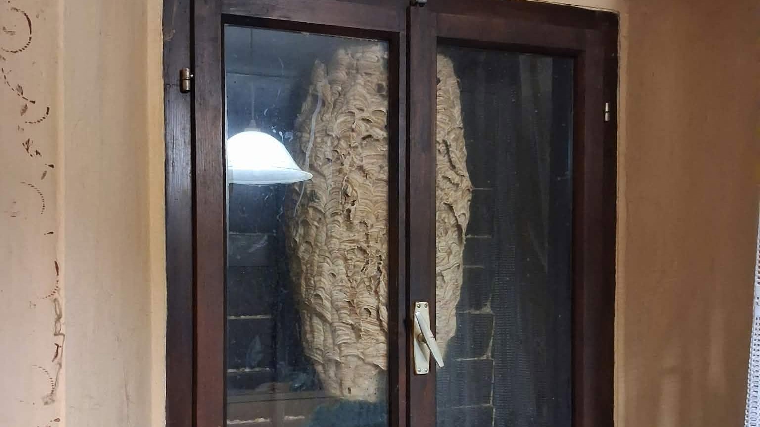 FOTO: Občan odkril ogromno sršenje gnezdo, pomagati so morali gasilci