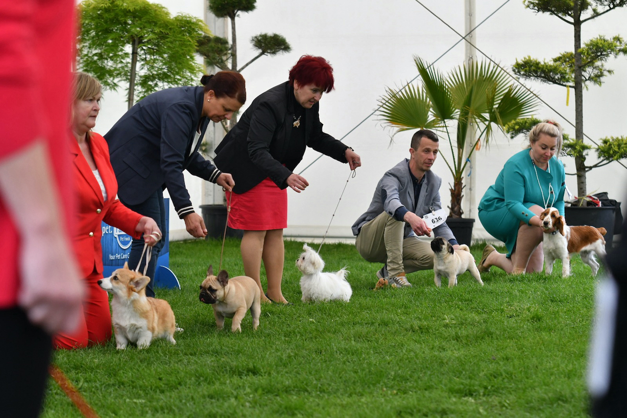Ta vikend v Maribor prihajajo najlepši psi iz 30 držav