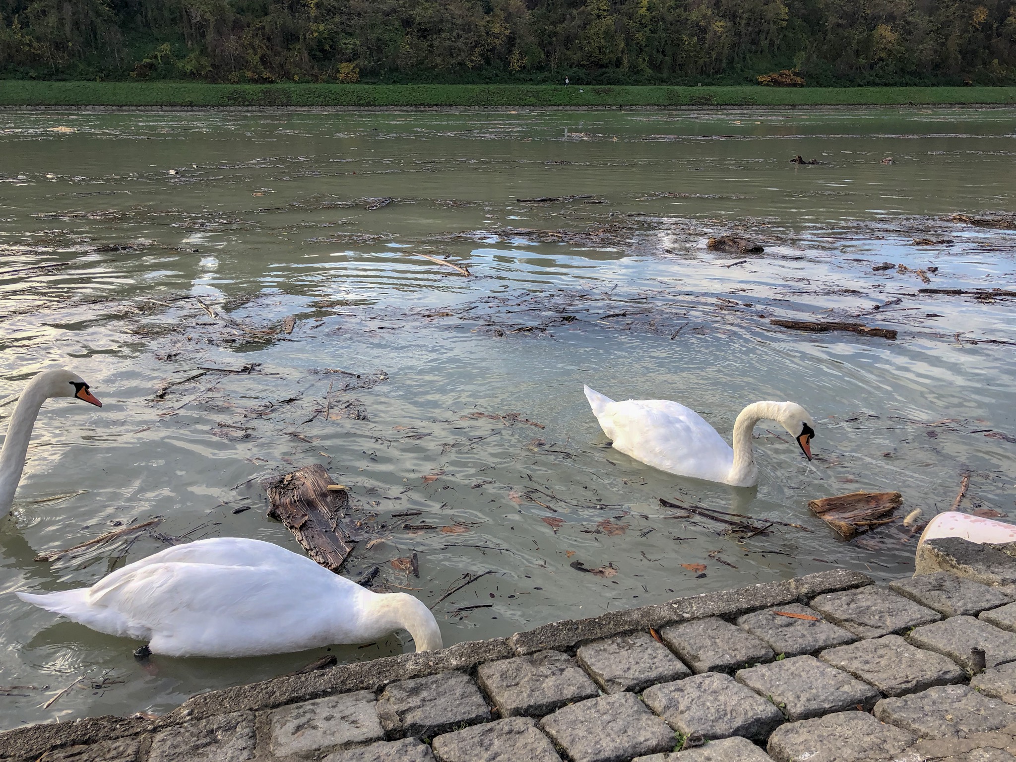 V okolici Maribora odkritih že več primerov ptičje gripe