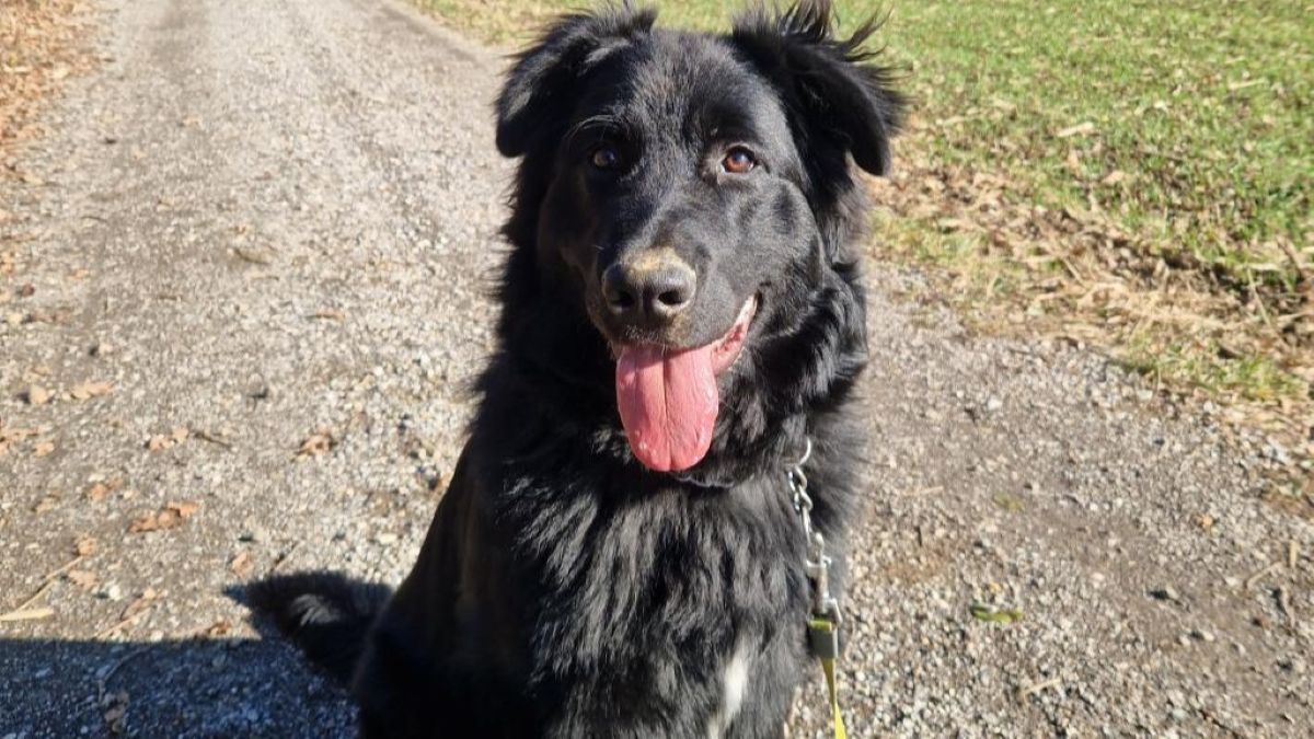 Čudovit kuža Ben ima pred sabo celo življenje, mu bo kdo dal priložnost?