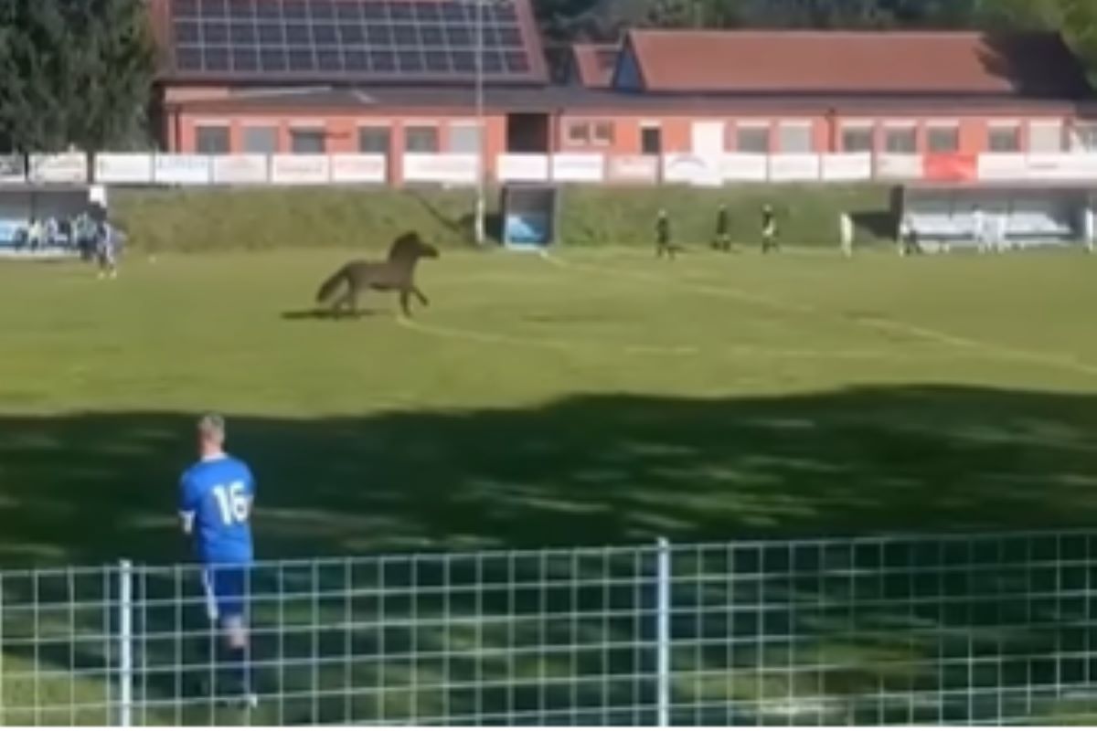 VIDEO: Samo v Sloveniji! V času tekme na igrišče pritekel konj