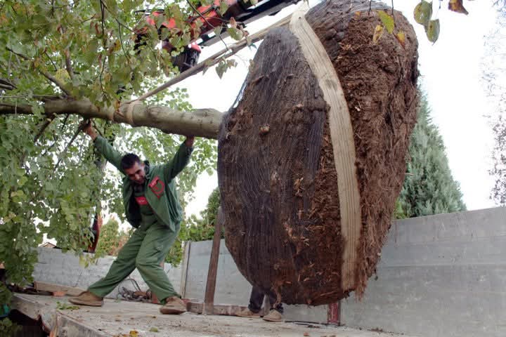 Je vrnitev Florine le nostalgija ali začetek nove zelene politike Maribora?