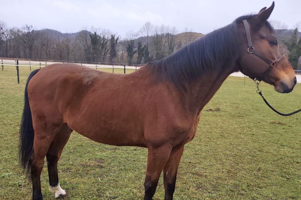 Faraon je bil preveč nežen za policijske vrste: Išče le miren in ljubeč dom
