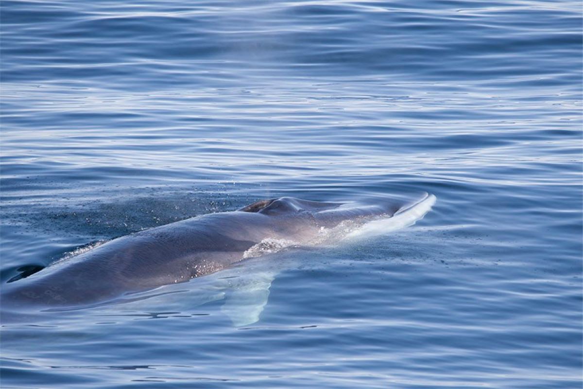 Morski spektakel v Jadranu: Na tej lokaciji na Hrvaškem opazili kita