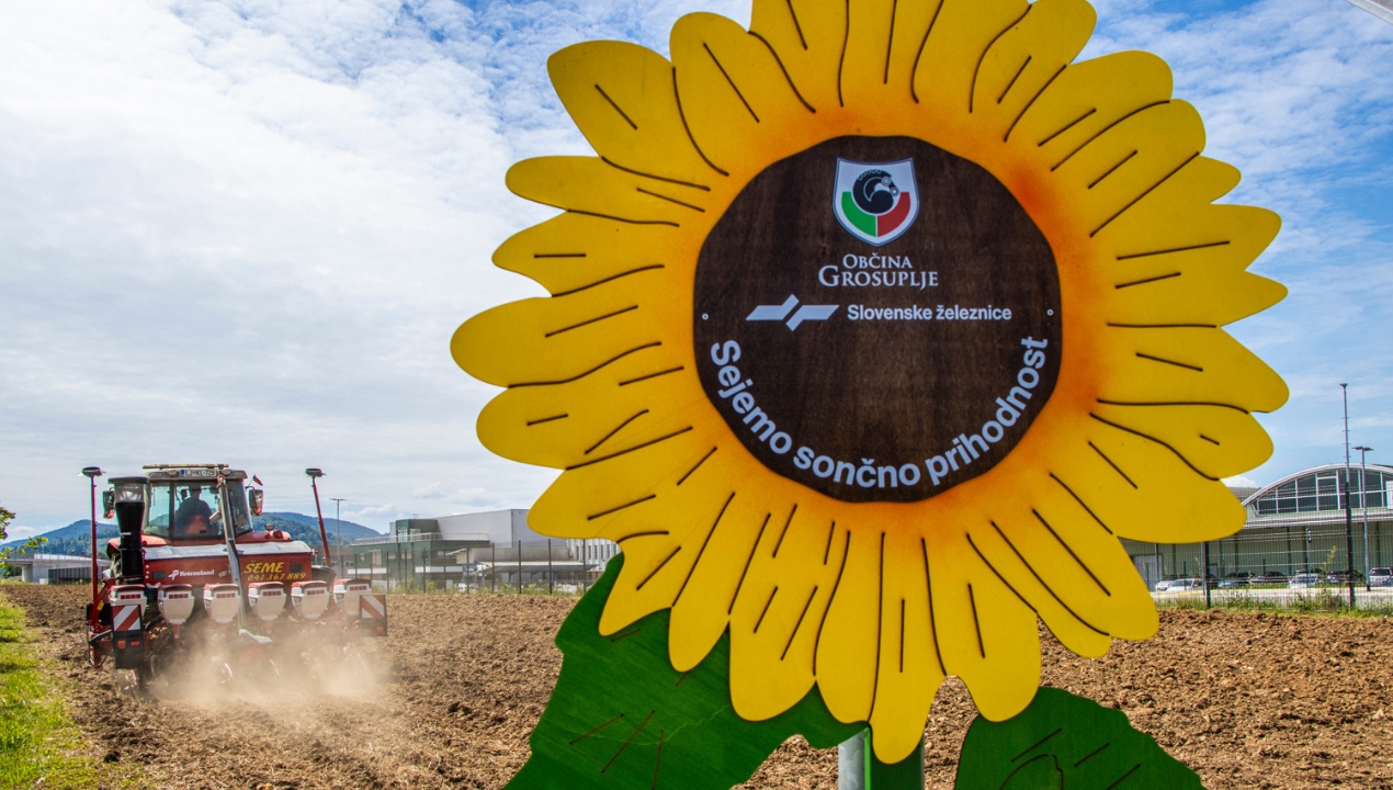 Slovenske železnice so ob železniških progah sejale sončnice kot simbol energije in optimizma