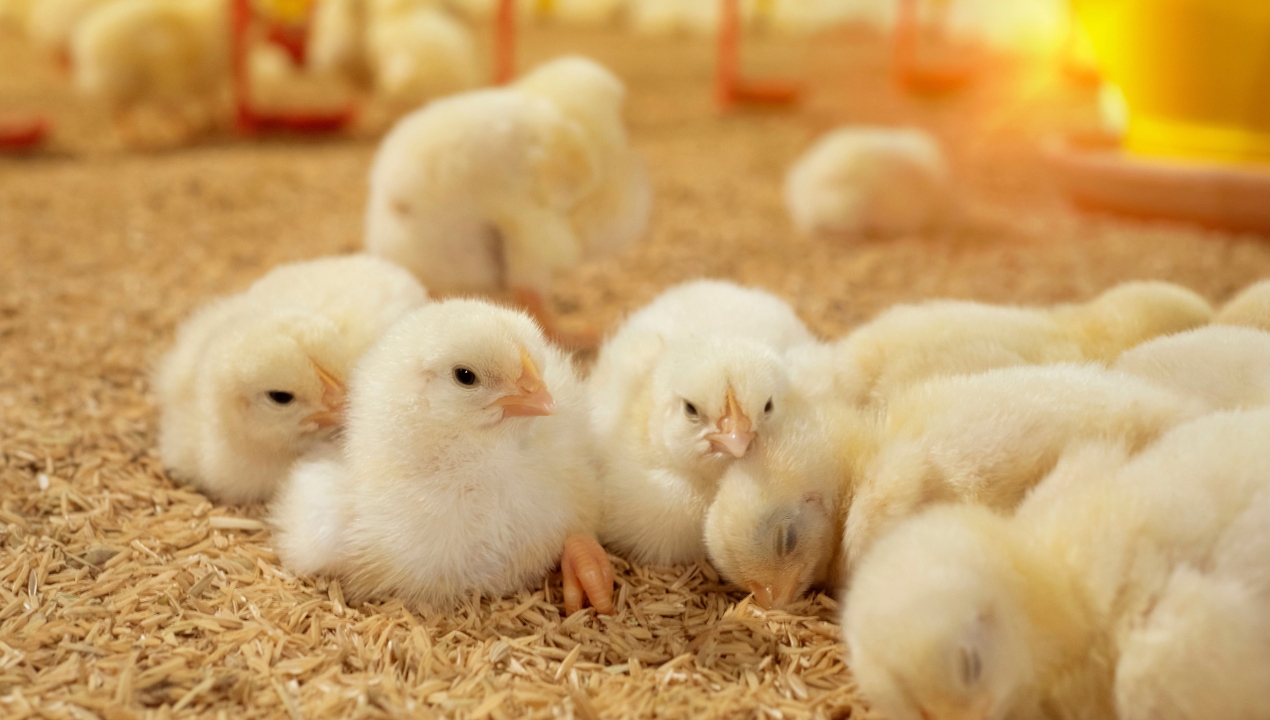 Antibiotiki šele kot zadnja možnost: Kako v Perutnini Ptuj skrbijo za zdrave jate?