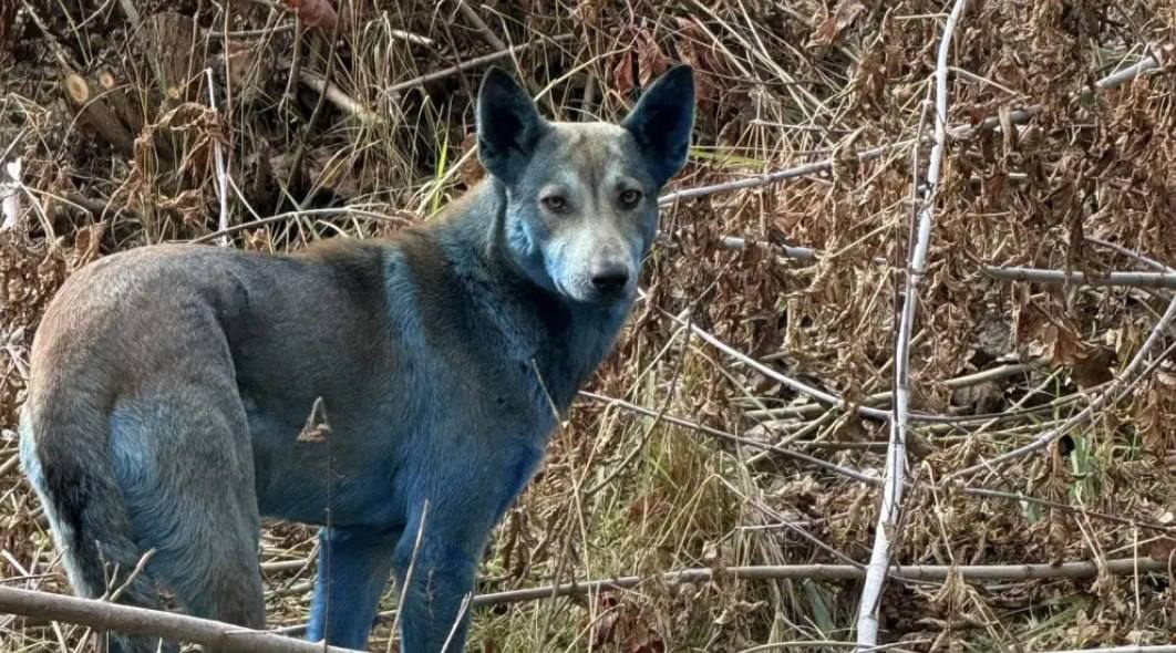 Modri psi iz Černobila: Fotografije, ki so razburile svet, imajo preprosto razlago