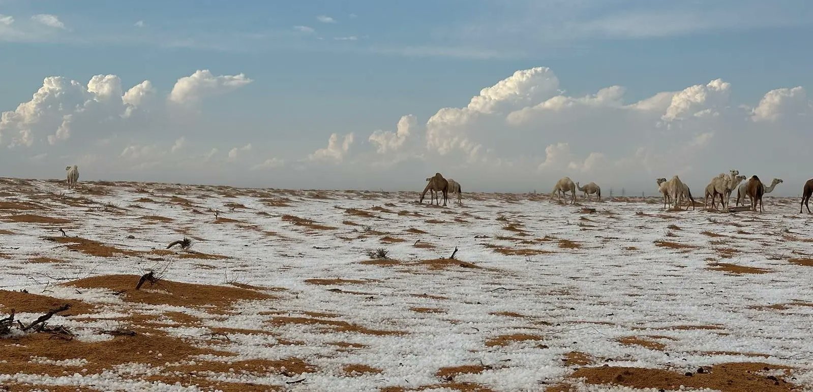 FOTO: Puščavo Savdske Arabije pobelil nepričakovani sneg