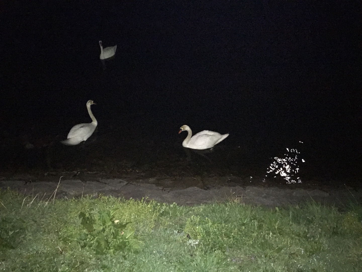 Prvi primer v letu 2025: Pri labodu grbcu potrjen virus H5N1