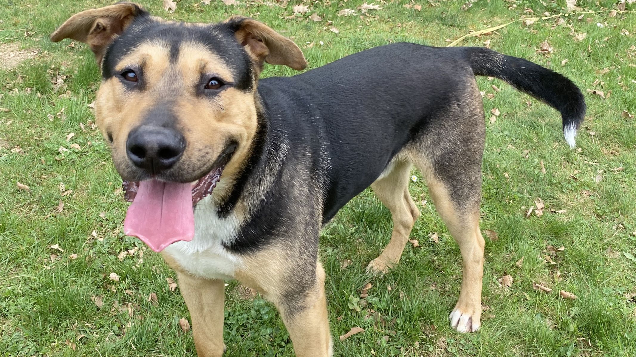 Blacka so čipirali in ga kljub temu hladnokrvno zapustili: Čakal je na lastnika, ki ni nikoli prišel