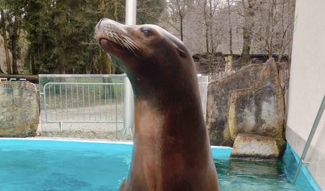 Žalostna vest iz ZOO Ljubljana: Po 20 letih so se poslovili od Jipa