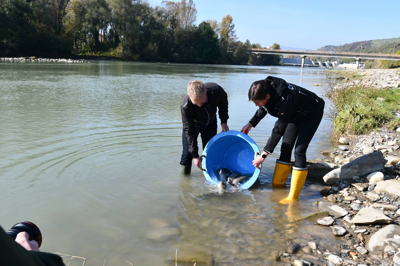 Dravske elektrarne in Ribiška družina Maribor združili moči za oživitev populacije potočne postrvi v stari dravski strugi