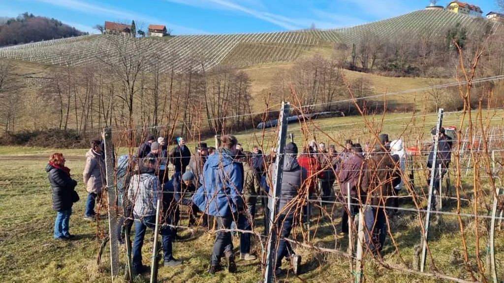 Znova obujamo stara znanja: Mehka rez kot preventivni ukrep proti boleznim vinske trte