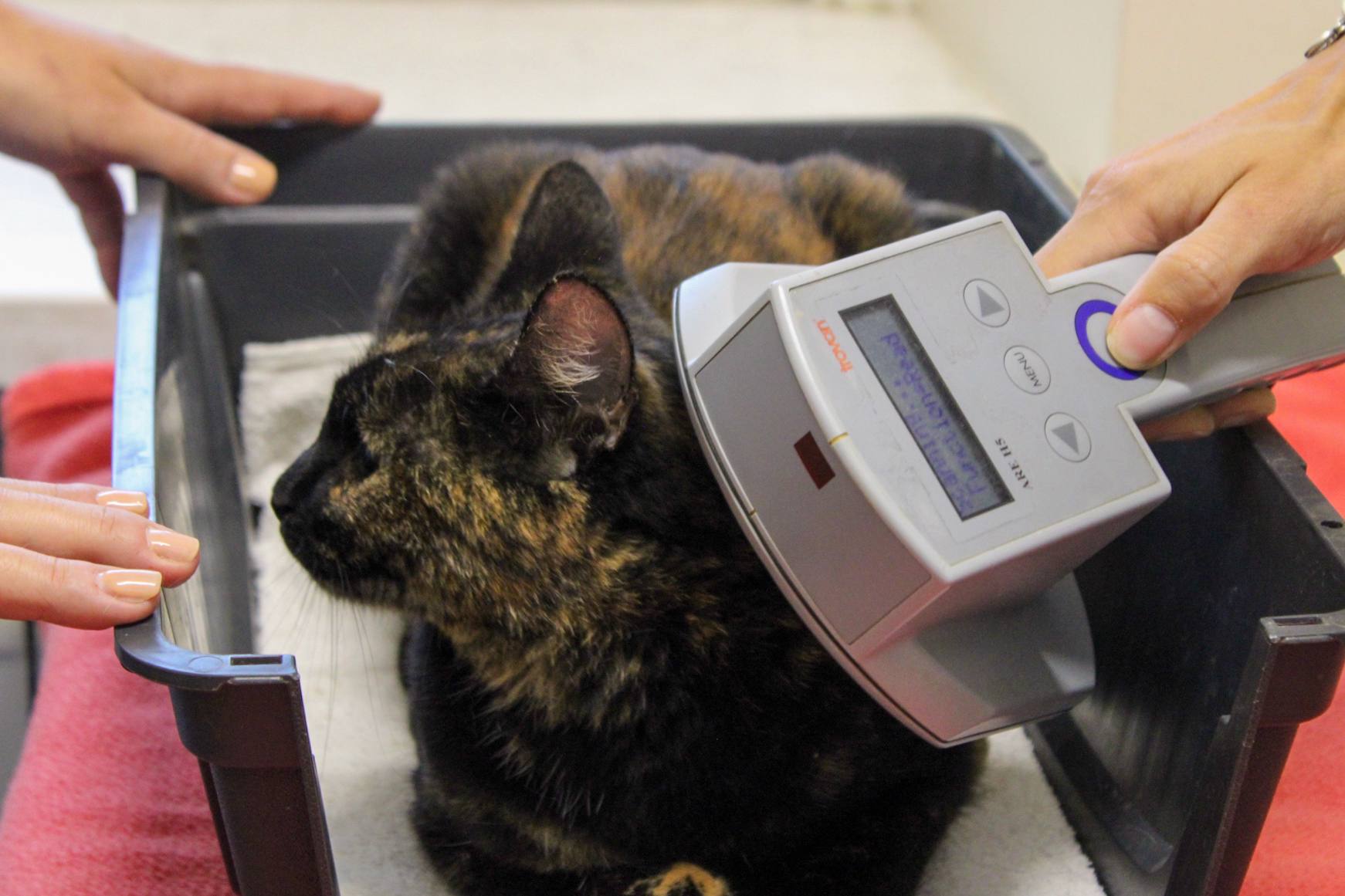 Kako obvezno čipiranje mačk poteka v praksi? Preverili smo v veterinarski ambulanti (VIDEO)