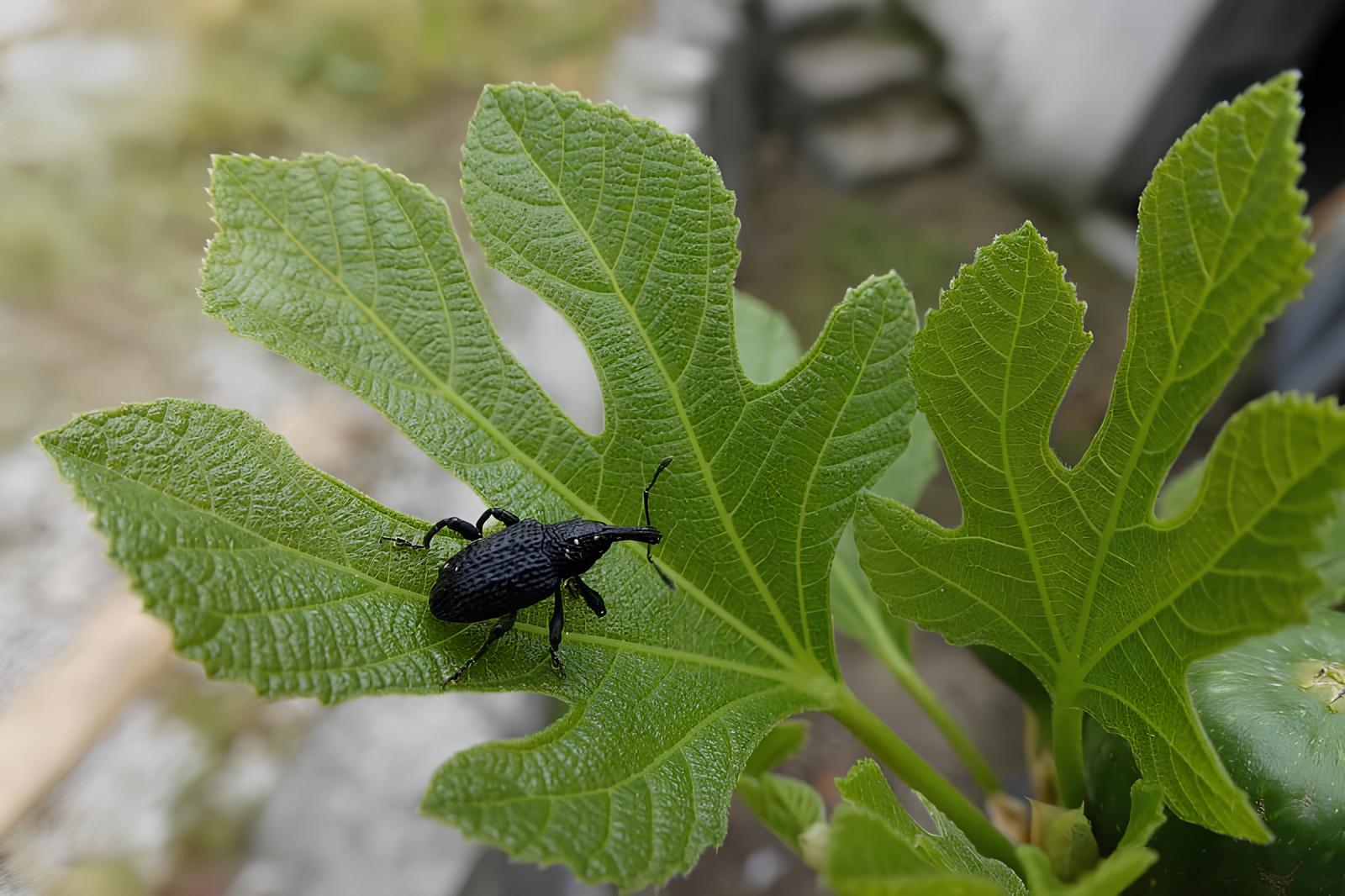 Nevarnost za vinograde, sadovnjake in vrt: Tujerodne žuželke vse bližje