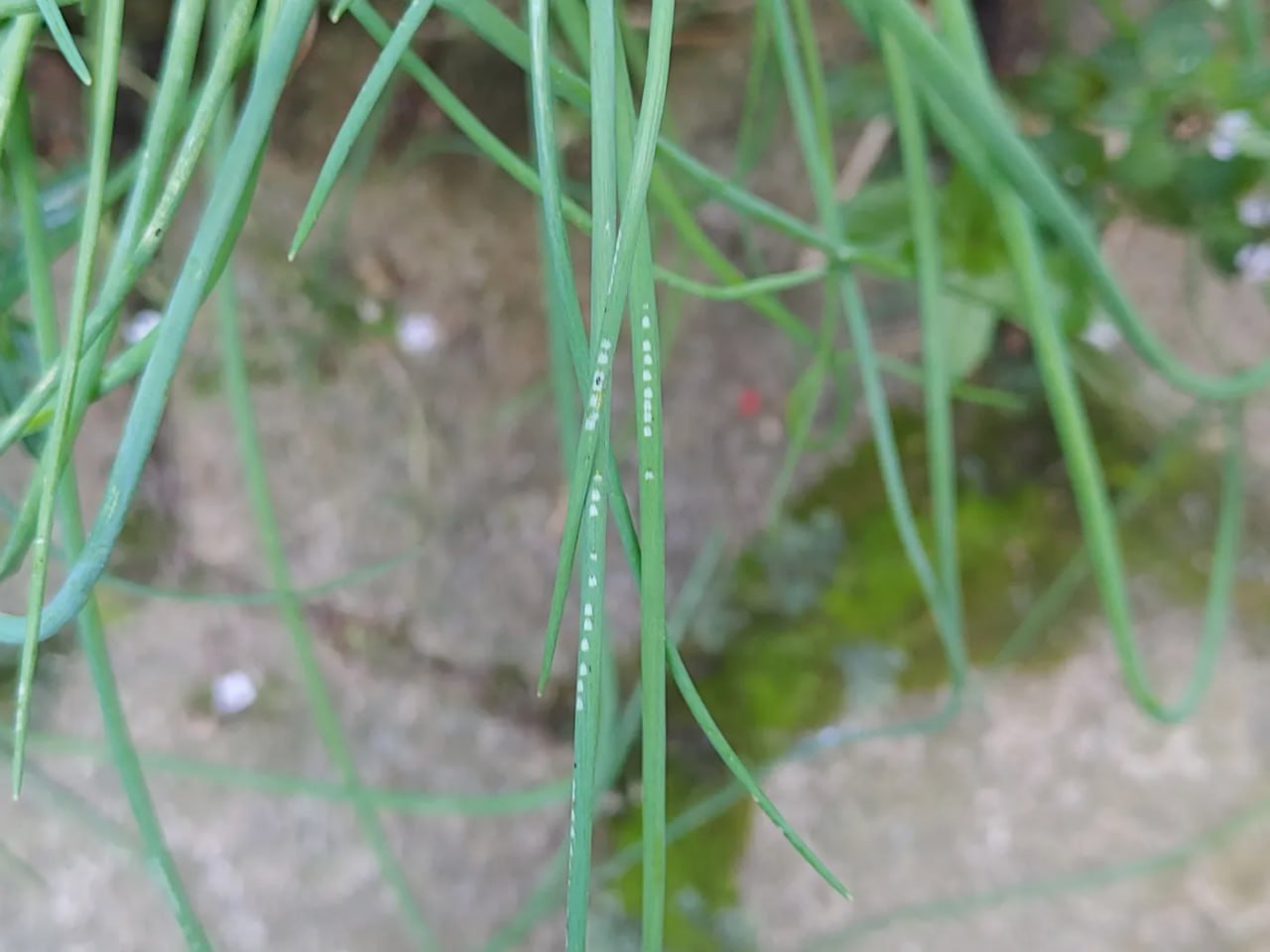 Miša Pušenjak opozarja: Ne čakajte z zaščito, ta škodljivec je že na preži