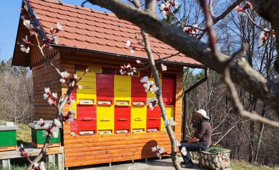 Na Sveti Ani prevladujejo tri čebelje paše, trenutna je izjemna