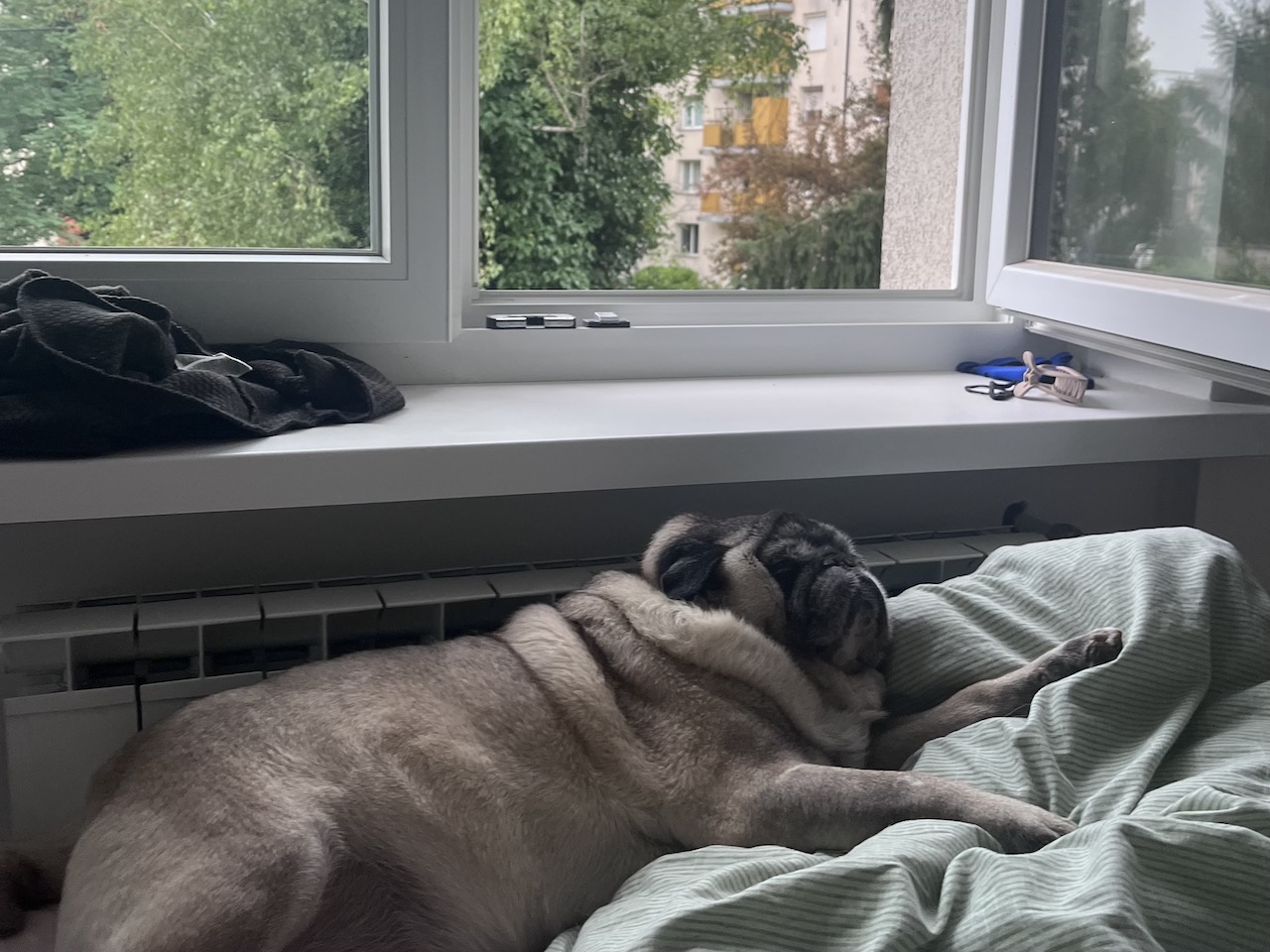 Kavč namesto travnika: Teh 5 pasem psov se v stanovanju počuti najbolje