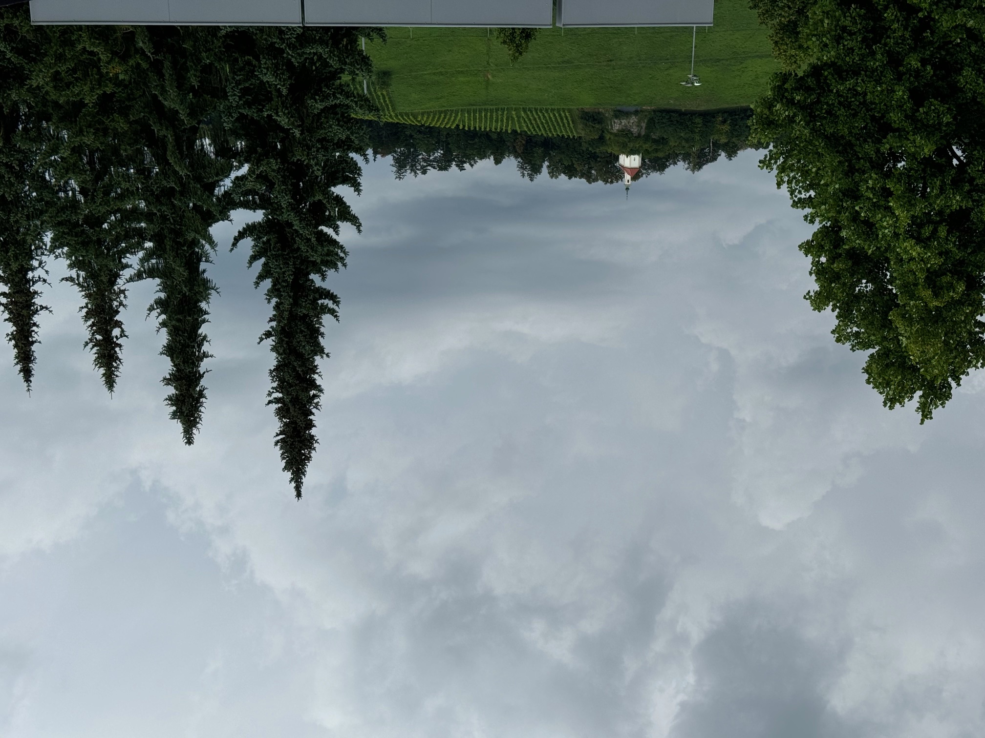 V Mariboru za praznično okrasitev podrli napačno smreko