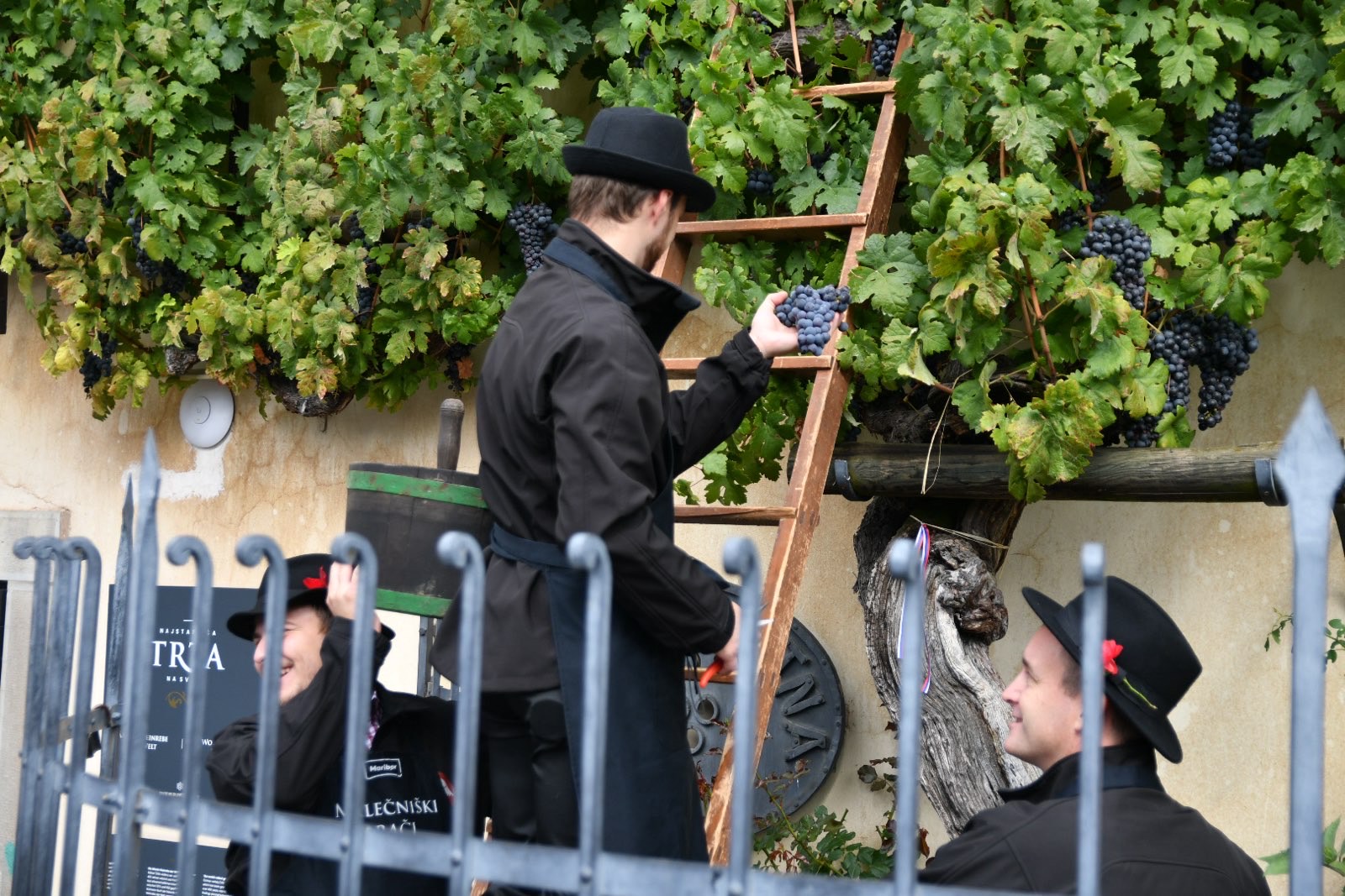 Slaba novica za Maribor: Naša vinska trta ni več najstarejša na svetu