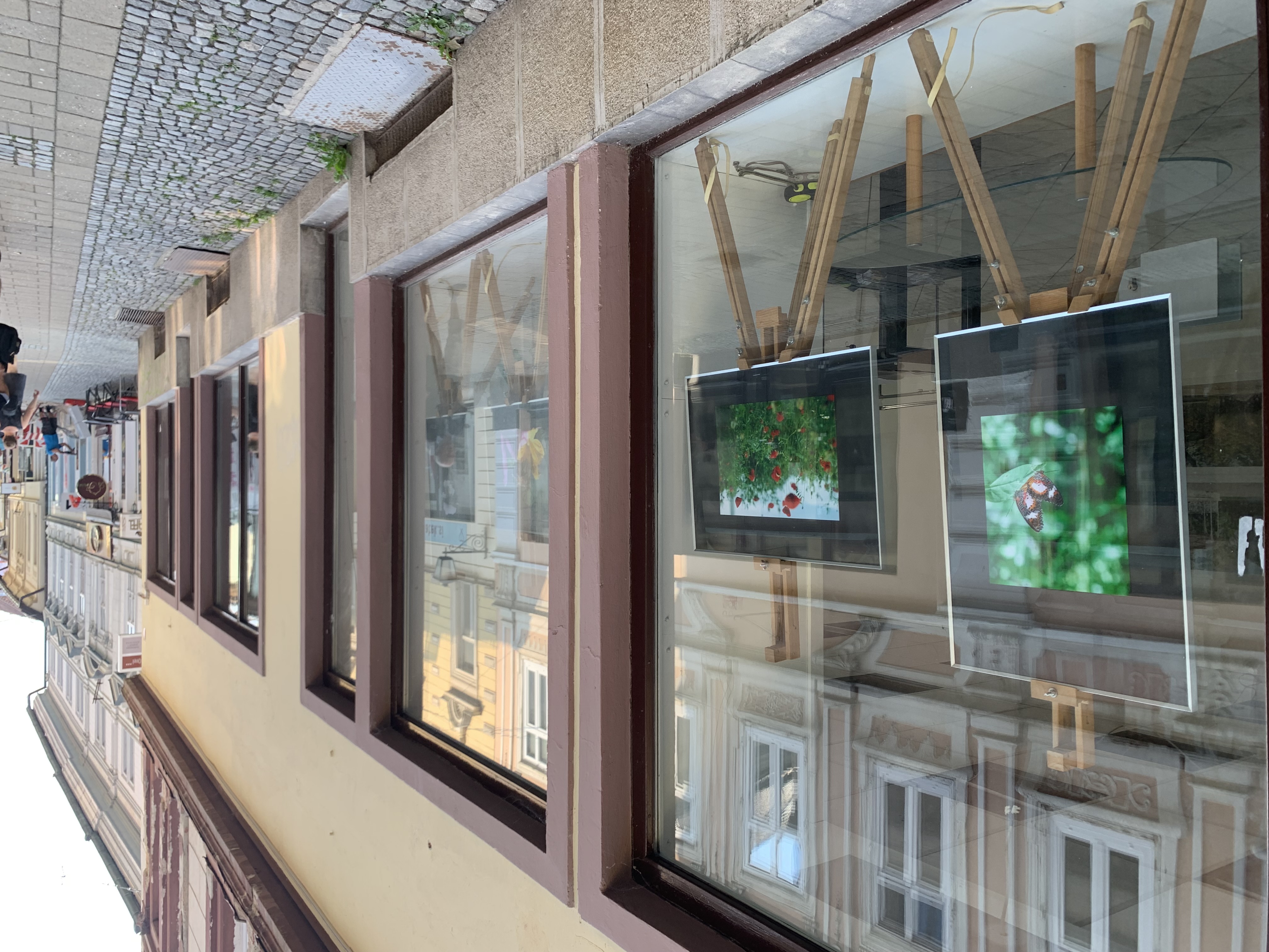 FOTO: Ob 155. obletnici delovanja Hortikulturnega društva Maribor otvorili ''zeleno'' razstavo