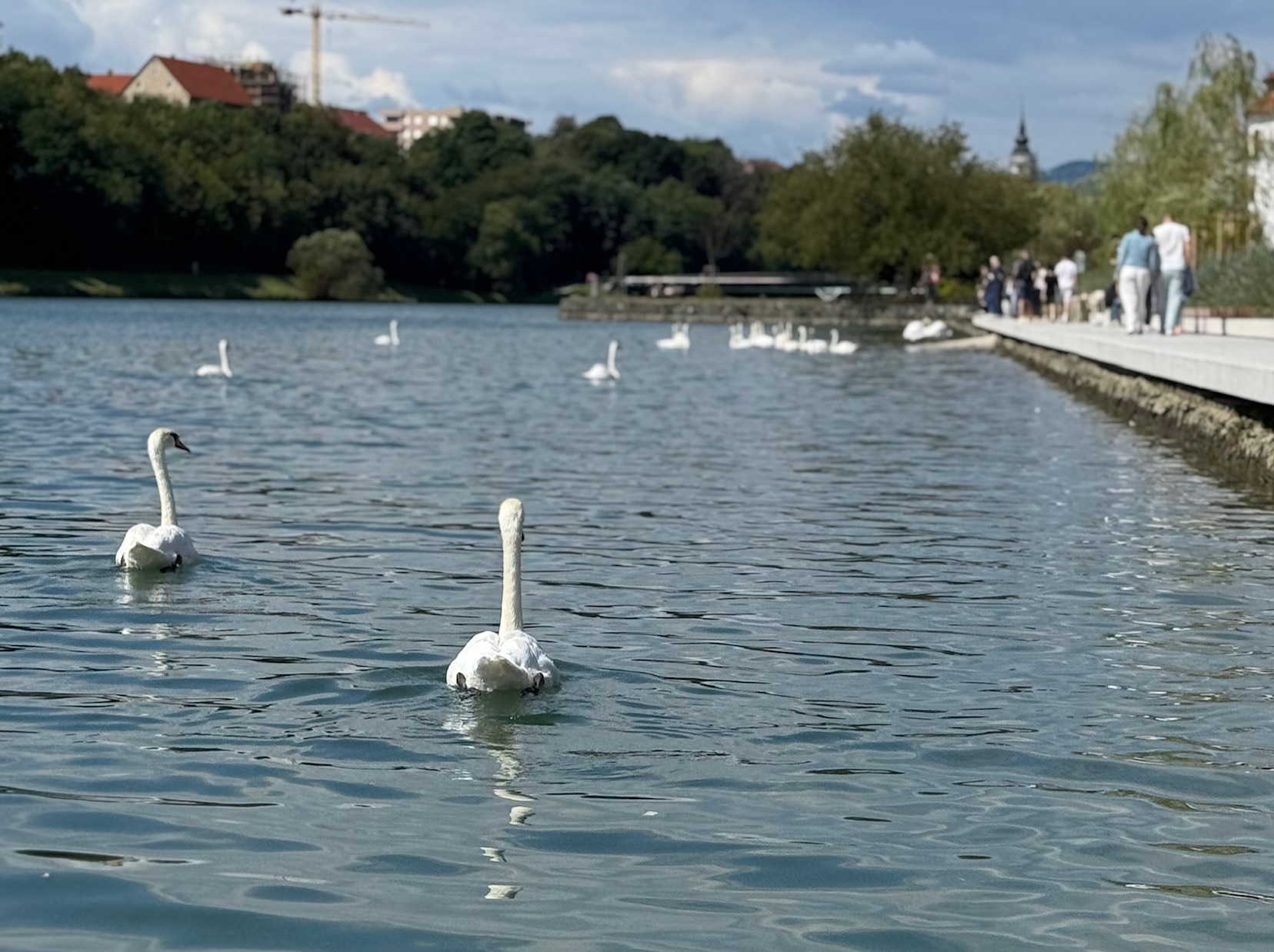 Ste opazili poginjeno ptico? Nevarna bolezen vse bližje Mariboru