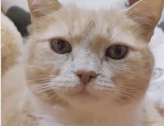 To je najstarejši maček na svetu: Se bo zapisal v Guinnessovo knjigo rekordov?