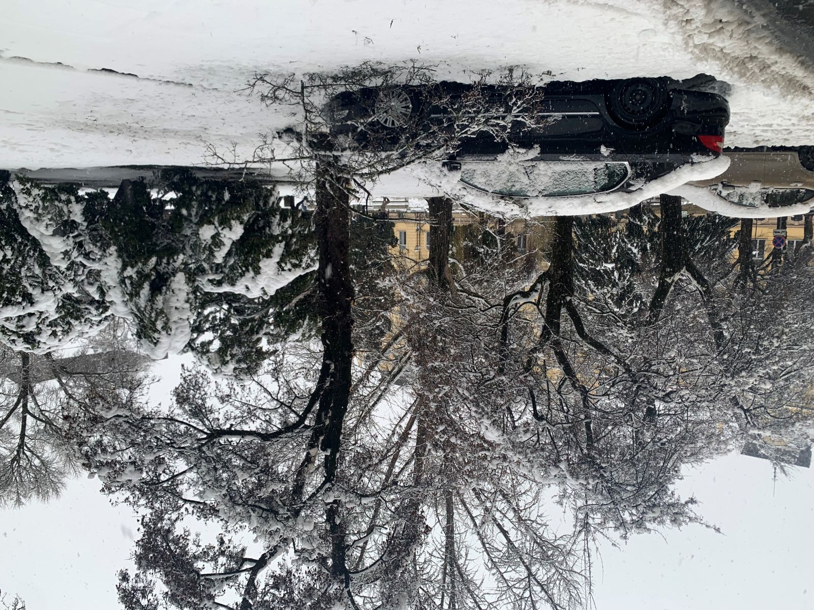 Težak sneg pokopal tudi mariborska drevesa: Škoda je večja, kot se zdi (FOTO)