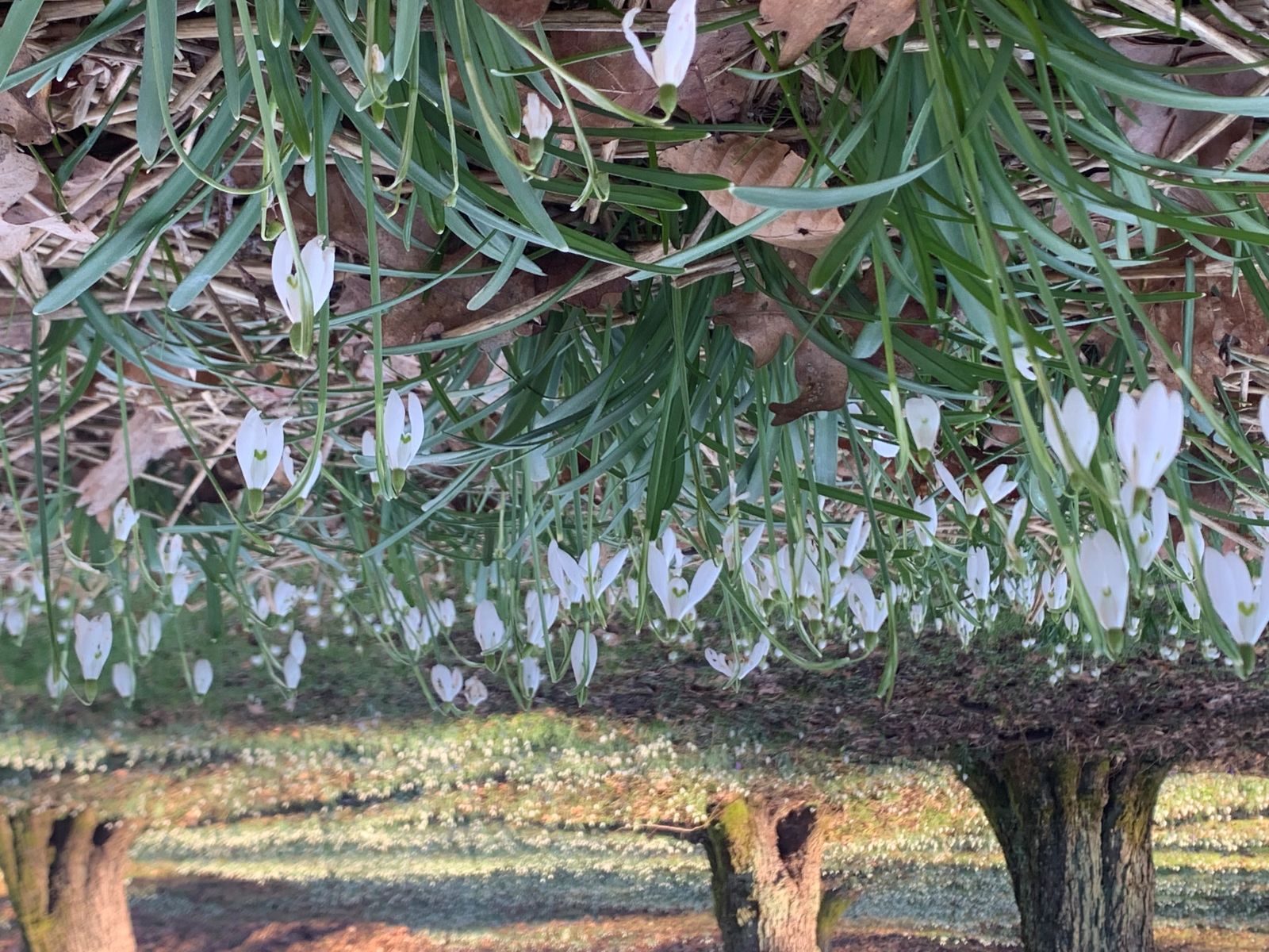 Prihaja pomlad: Zvončki so znova zavzeli mariborski botanični vrt