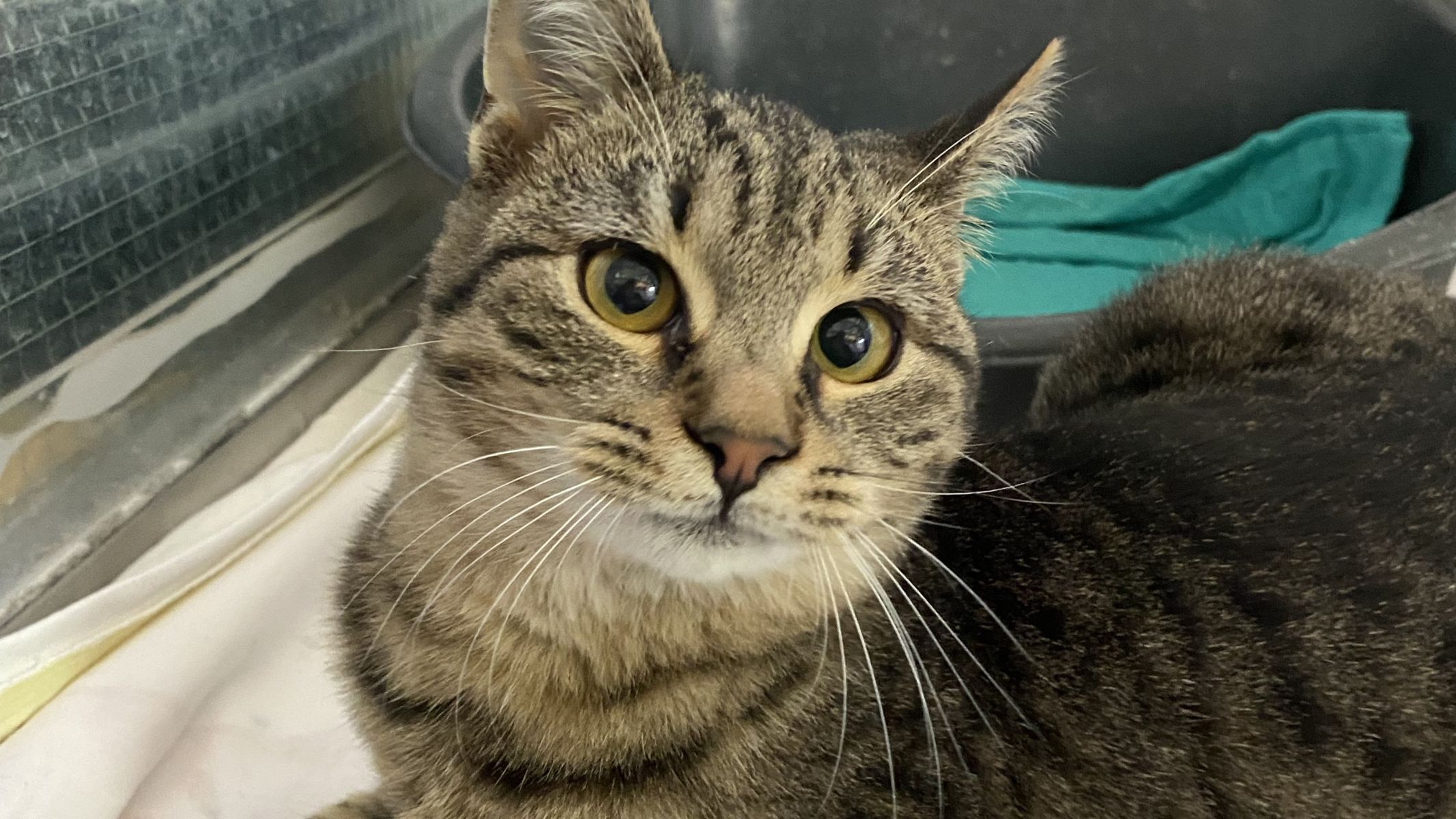 Ta cartljivi mucek ima le eno "napako" - in ni njegova krivda