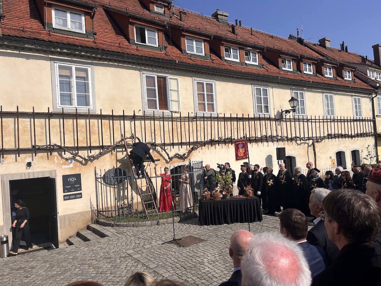 FOTO: V Mariboru opravili 47. rez najstarejše trte na svetu